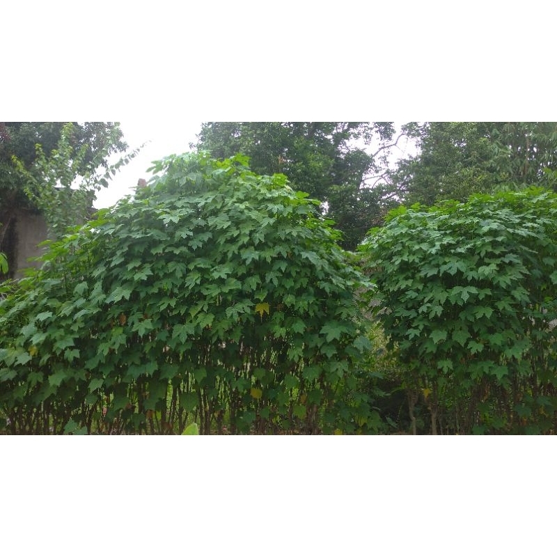 Cây giống rau bina chaya