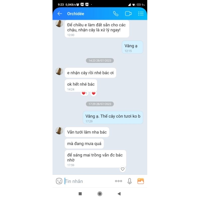 Cây giống rau bina chaya