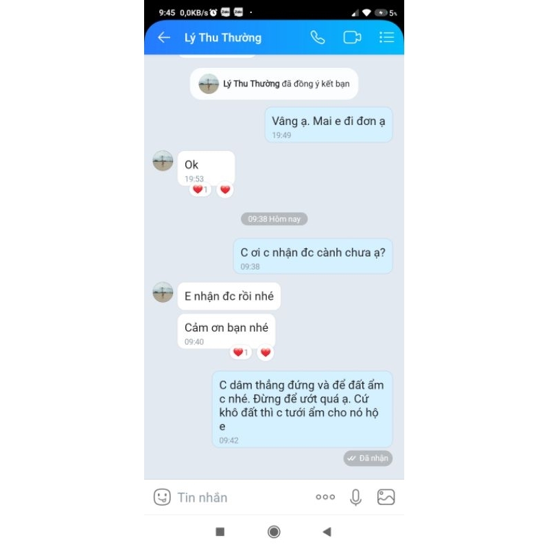 Cây giống rau bina chaya