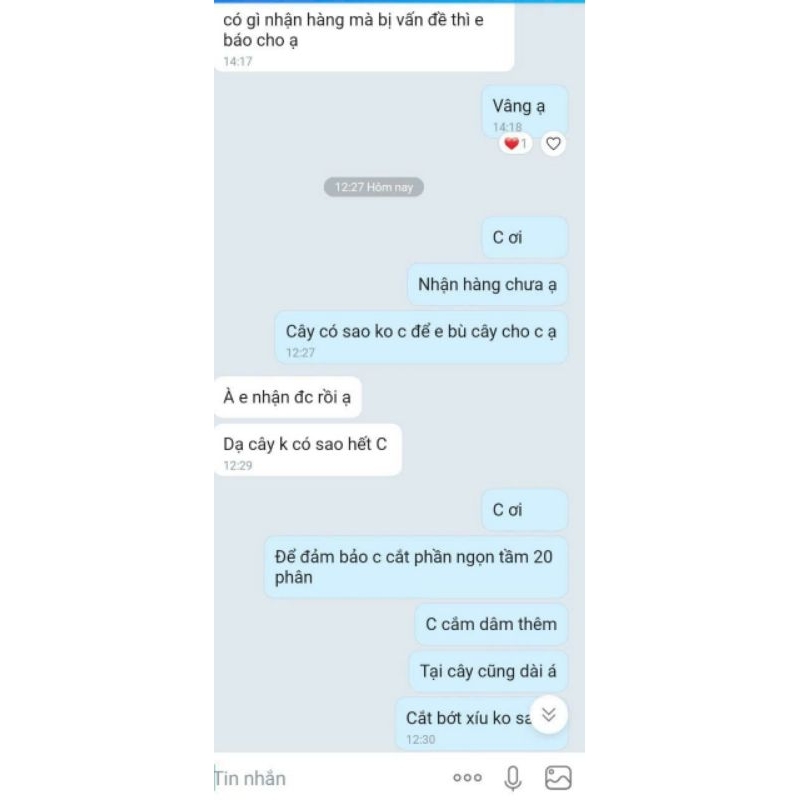 Cây giống rau bina chaya