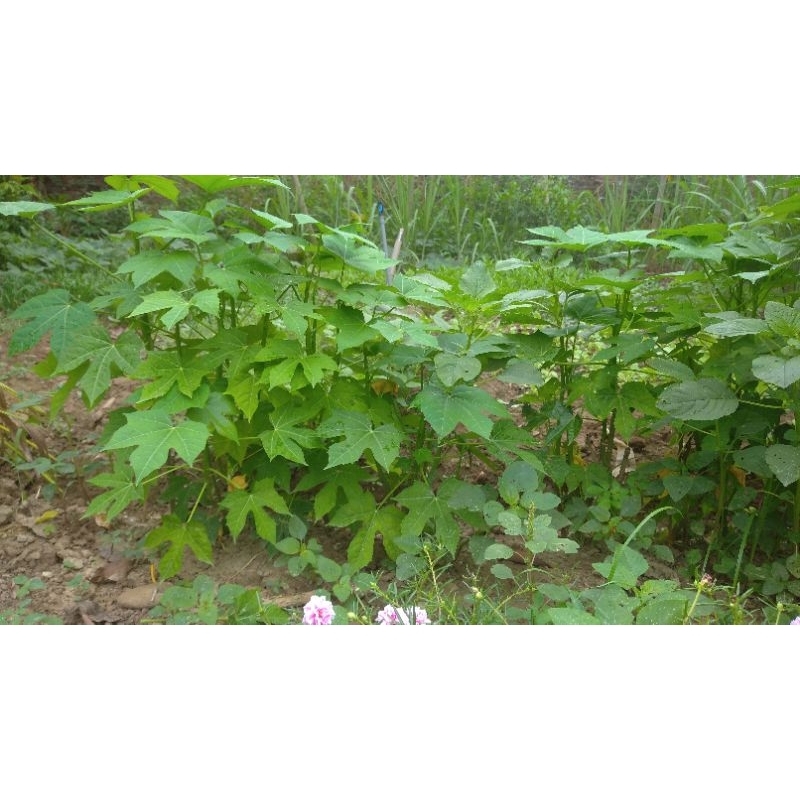 Cây giống rau bina chaya