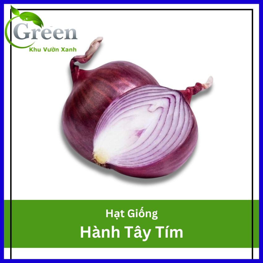 Hạt Giống Hành Tây Tím Củ Lớn Chắc, Năng Suất Cao