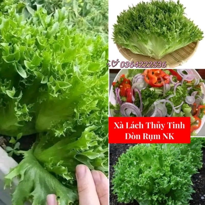 Hạt Giống Xà Lách Thủy Tinh Nhập Khẩu f1 💥 Xịn Xò, Ngon Ngọt Giòn Rụm Năng Suất Cao