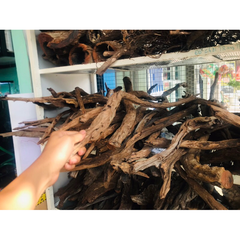 Lũa san đá cành | lũa thủy sinh dùng để thiết kế bố cục cho bể thủy sinh , size to dài 50-60cm