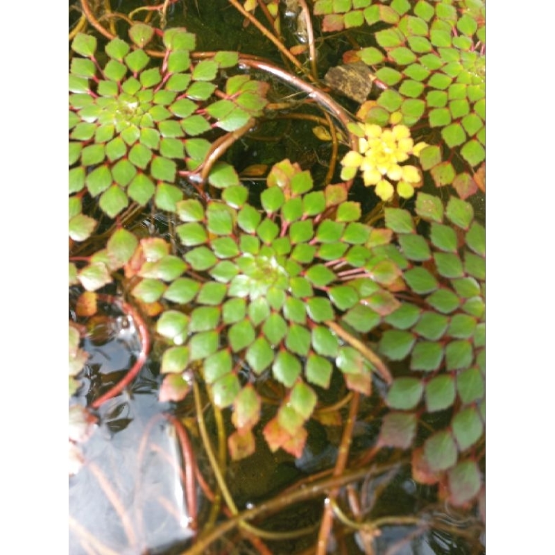 Cây thủy sinh ấu thái giúp lọc nước, trang trí hồ cá CTS401