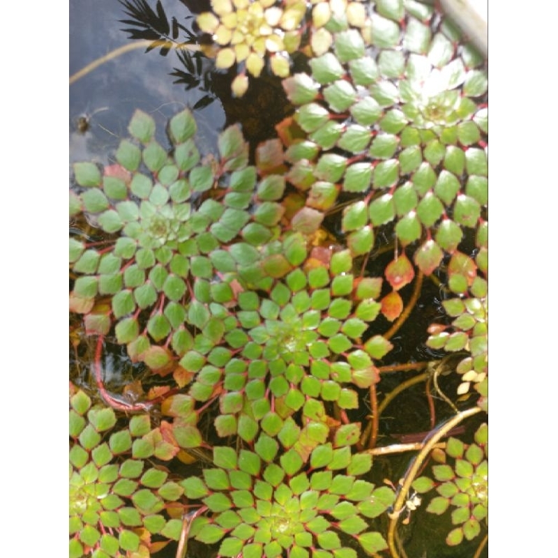 Cây thủy sinh ấu thái giúp lọc nước, trang trí hồ cá CTS401