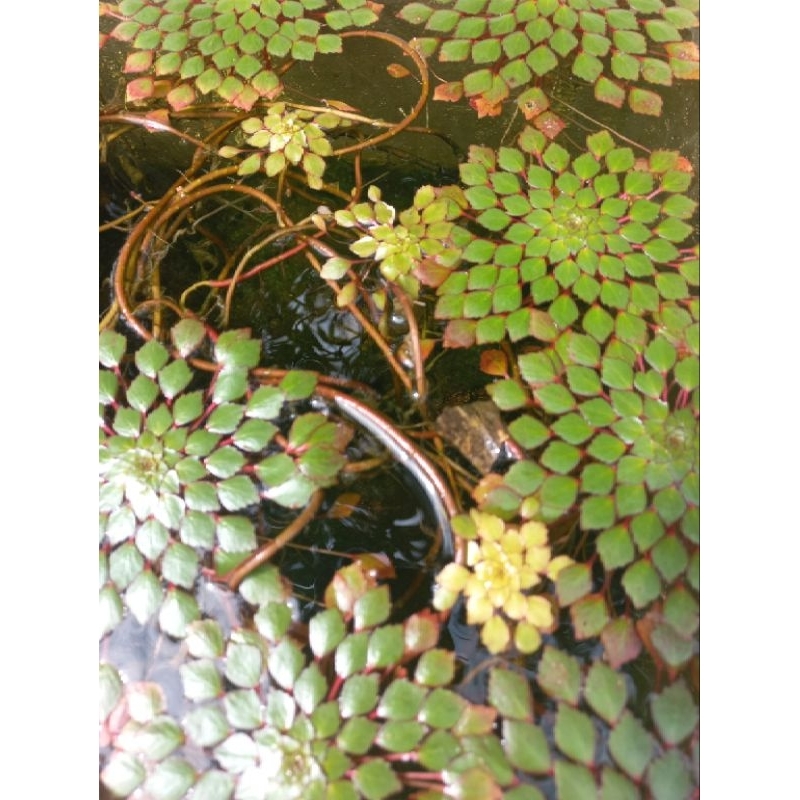 Cây thủy sinh ấu thái giúp lọc nước, trang trí hồ cá CTS401