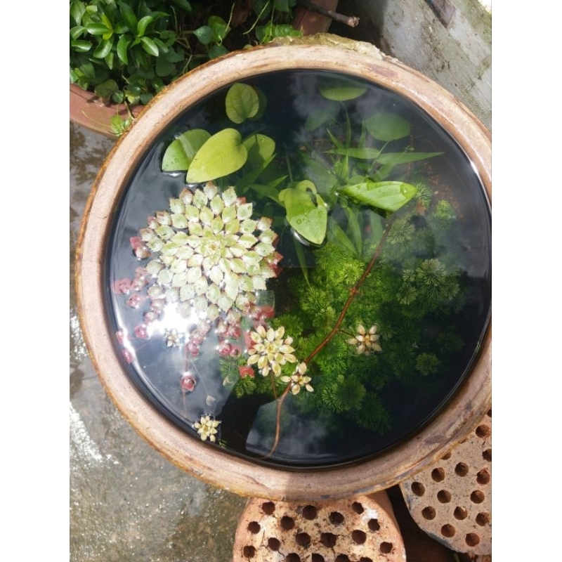 Cây thủy sinh ấu thái giúp lọc nước, trang trí hồ cá CTS401