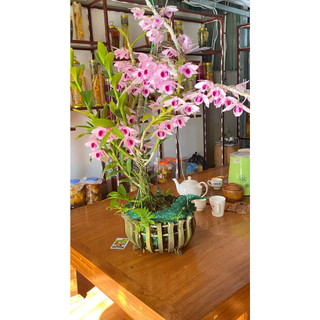 Dã hạc Cửu Long thuần vườn