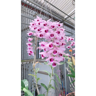 Dã hạc Cửu Long thuần vườn (Ảnh thật tại vườn)