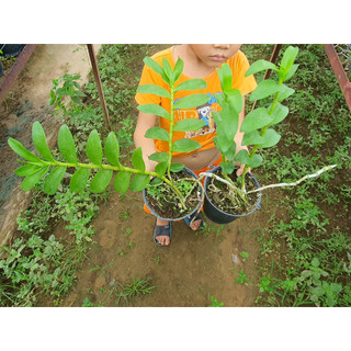 Dã hạc Cửu Long thuần vườn (Ảnh thật tại vườn)
