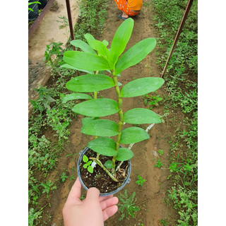 Dã hạc Cửu Long thuần vườn (Ảnh thật tại vườn)