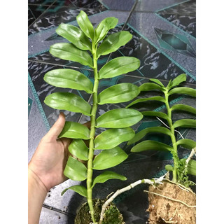 Trầm sao thiên vương
