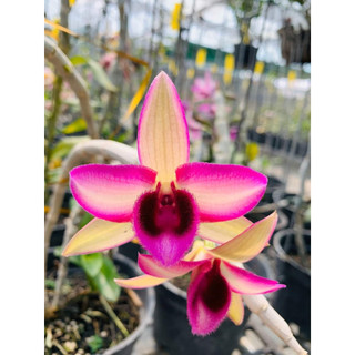 Trầm sao thiên vương