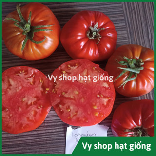 Hạt giống cà chua múi khía quả to gói 100 hạt