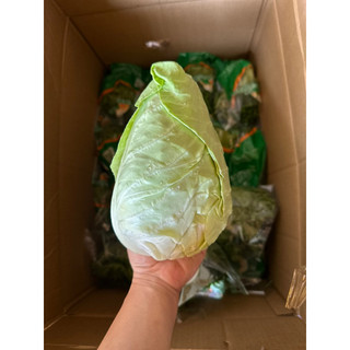 Bắp cải trái tim Đà Lạt
