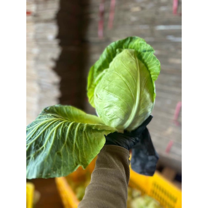 Bắp cải trái tim Đà Lạt