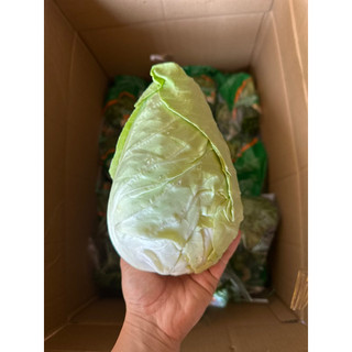 Bắp cải trái tim Đà Lạt