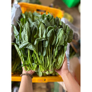 Rau bó xôi (chân vịt/bina)