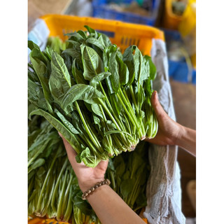 Rau bó xôi (chân vịt/bina)