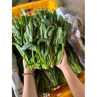 Rau bó xôi (chân vịt/bina)