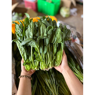 Rau bó xôi (chân vịt/bina)