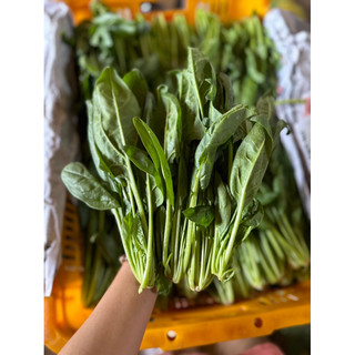 Rau bó xôi (chân vịt/bina)