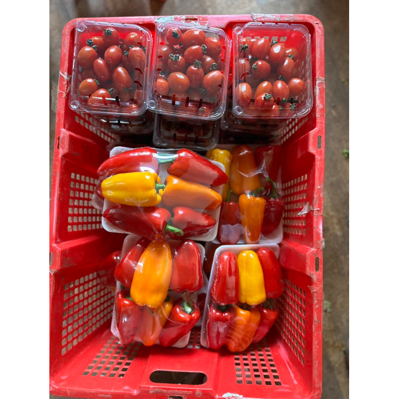 Ớt baby Đà Lạt
