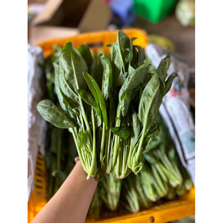 Rau bó xôi (chân vịt/bina)