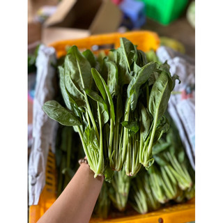 Rau bó xôi (chân vịt/bina)