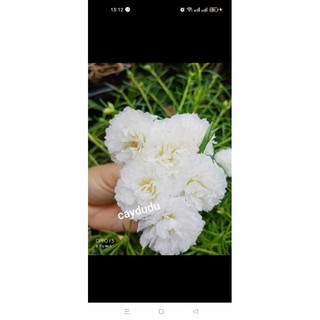 Combo 10 nhánh hoa 10 giờ trắng