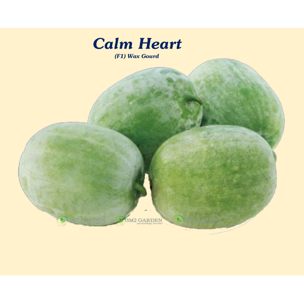 Gói 20 Hạt giống Bí nếp thơm Calm Heart hương vị thơm ngon trái tròn đẹp