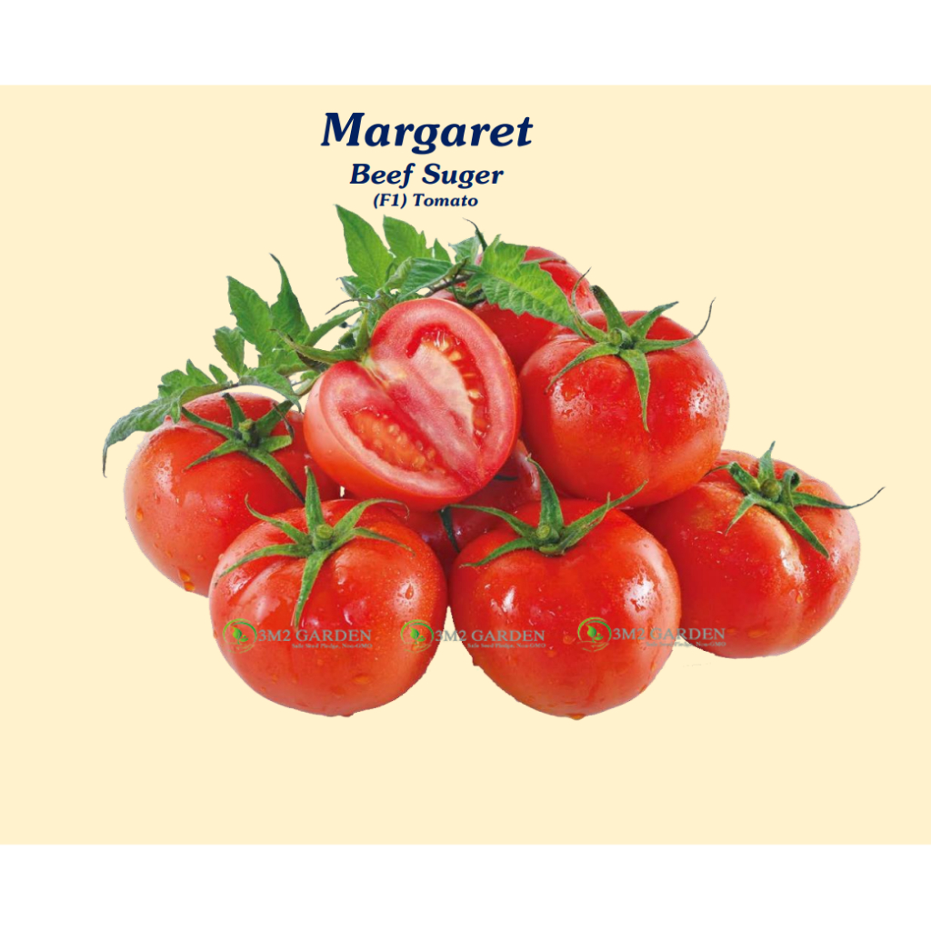 Gói 10 hạt Cà chua Margaret chuẩn giống Beef Suger chịu nhiệt thơm ngon