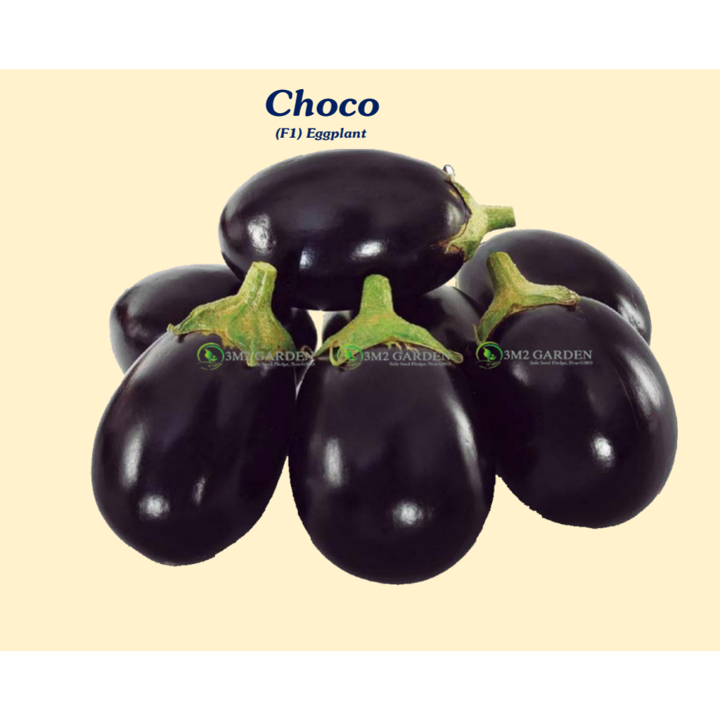 Gói 20 hạt Cà tím nhật Choco