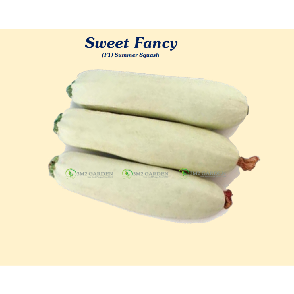 Hạt giống Bí ngòi trắng Sweet Fancy Gói 10 hạt