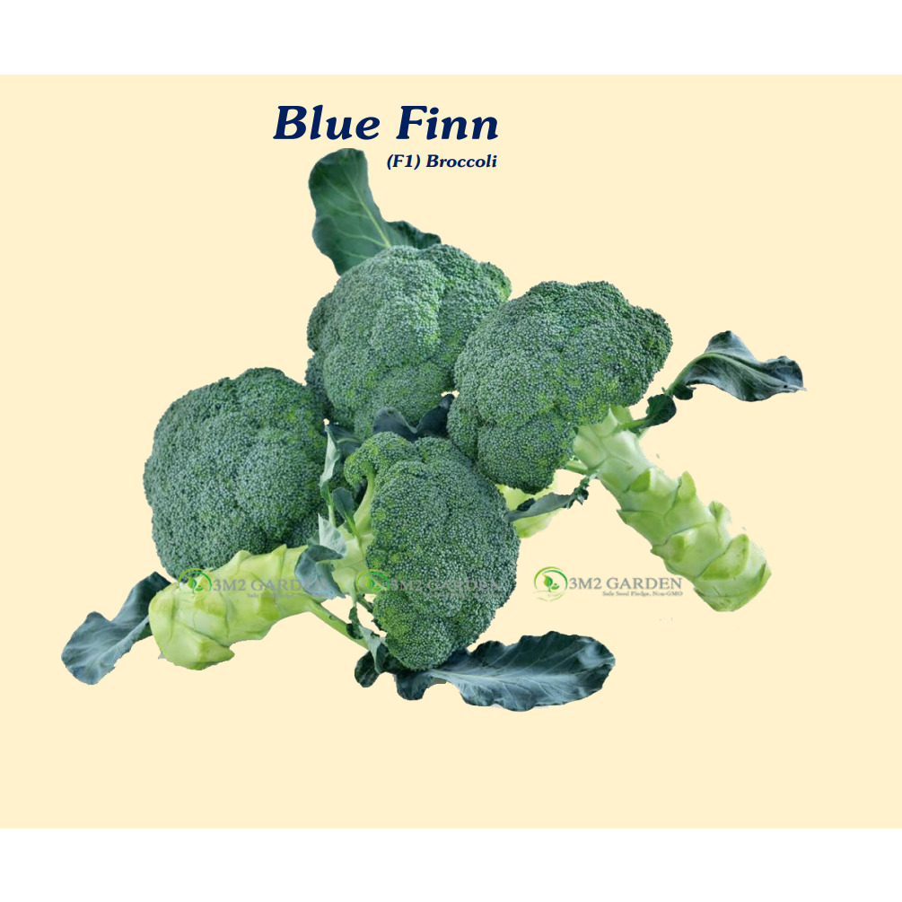 Hạt giống Bông cải xanh Blue Finn Gói 50 hạt