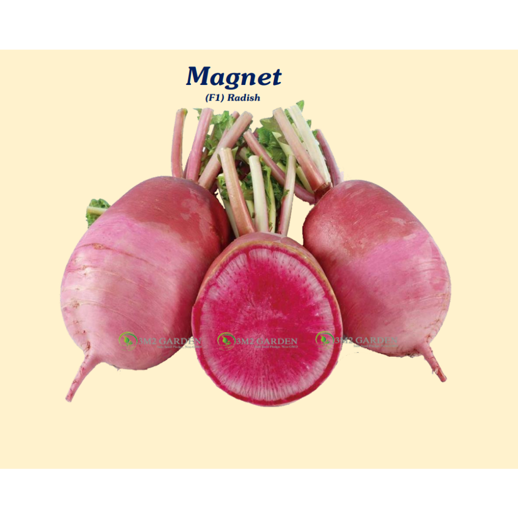 Gói 50 hạt Củ cải đỏ Magnet form củ to màu vỏ và trong đều đỏ ngon ngọt