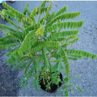 Cây khế Tàu (khế Tây) trồng chậu C10