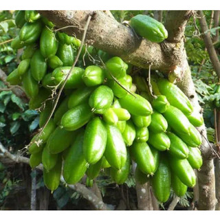 Cây khế Tàu (khế Tây) trồng chậu C10