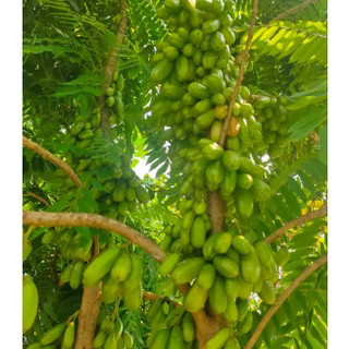 Cây khế Tàu trồng chậu C10