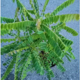 Cây khế Tàu (khế Tây) trồng chậu C10