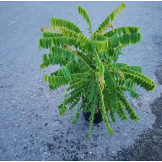 Cây khế Tàu (khế Tây) trồng chậu C10