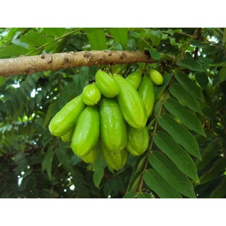 Cây khế Tàu (khế Tây) trồng chậu C10