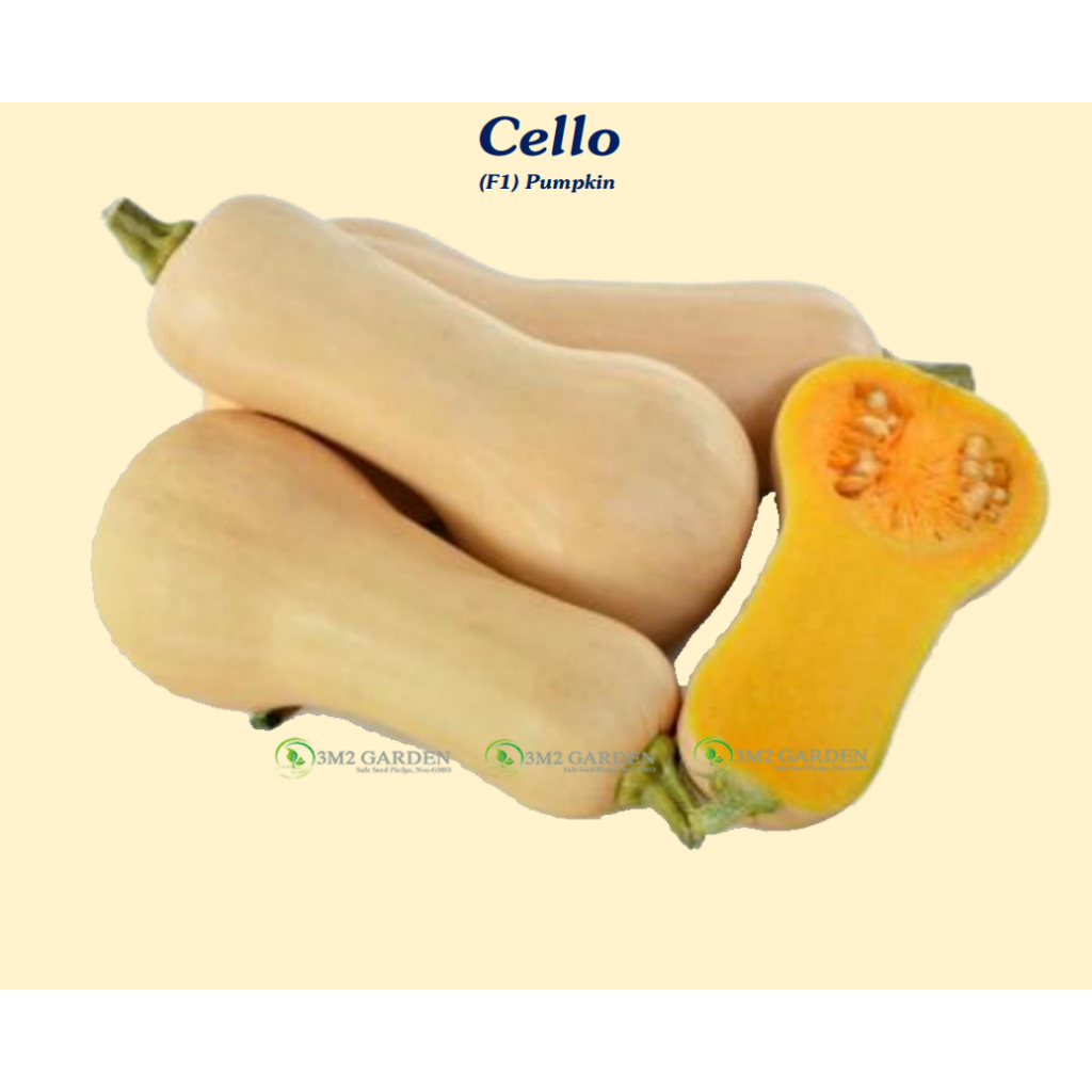 Gói 10 hạt Bí bơ Cello loại bí ngon nhất thơm ngon