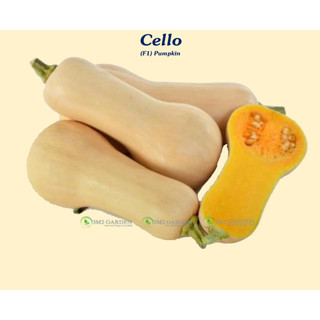 Gói 10 hạt giống Bí bơ Cello loại bí ngon nhất thơm ngon