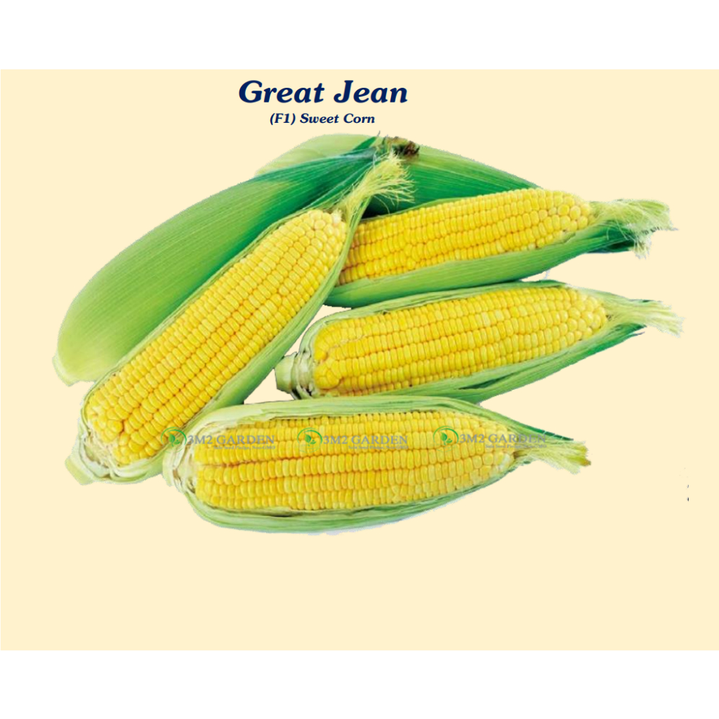 Gói 30 hạt Bắp vàng ngọt Great Jean năng suất cao, thơm ngon