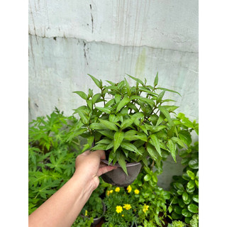 Cây Rau Răm, cây rau gia vị trồng chậu