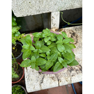 Cây quế vị , cây rau mùi xá xị trồng chậu