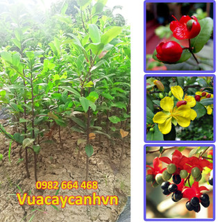 Combo 5 cây mai tứ quý giống chiều cao 40cm