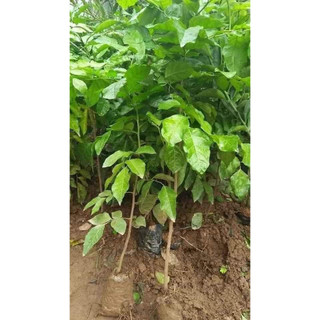 Cây giống quất hồng bì siêu trái